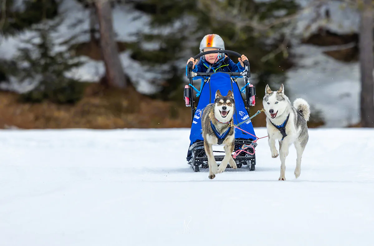 Schlittenhunde Workshop Telfs - 4