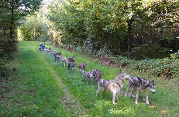 Husky Schlittenhundefahrt Ermenswil