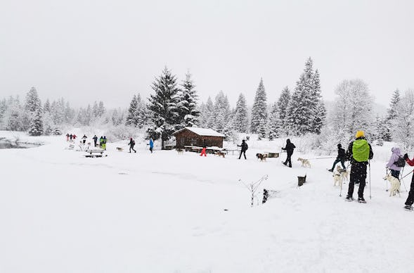 Husky Schneeschuhtrekking Postalm