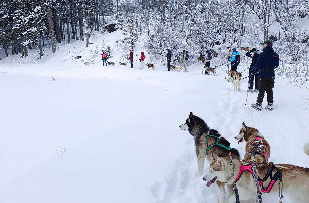 Husky Schneeschuhtrekking Postalm für 2 - 5