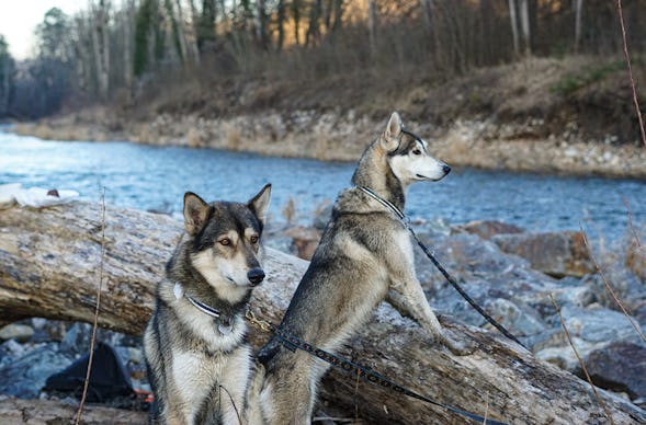 Husky-Trekking im Schwarzwald