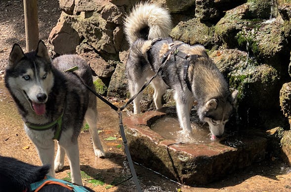 Husky Wanderung Karlsruhe