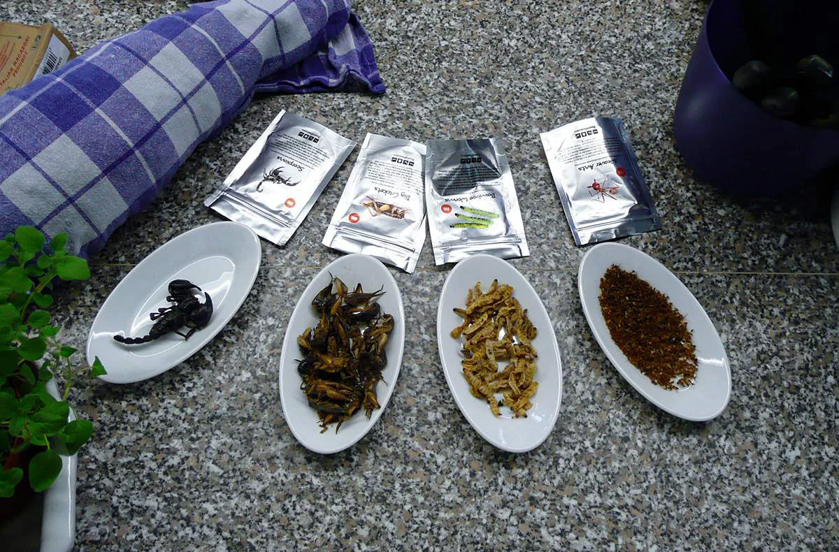 Insekten Kochkurs Schwetzingen - 1