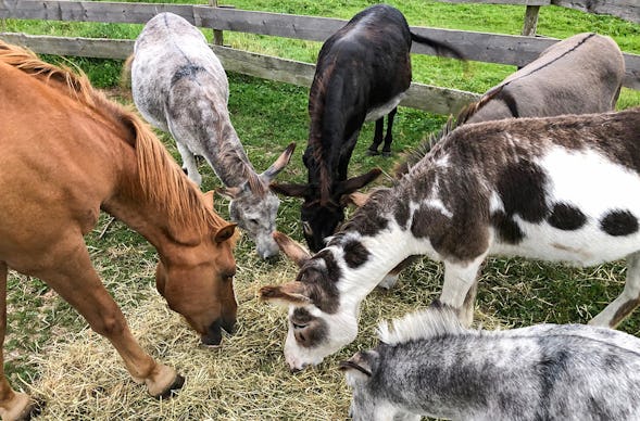 Kutsch- und Planwagenfahrten Fichtenau