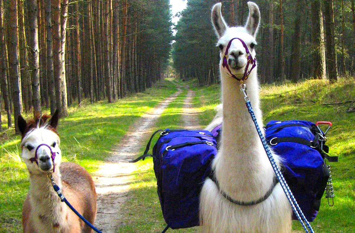 Lama und Alpaka Tour Mittenwalde für 2 - 2