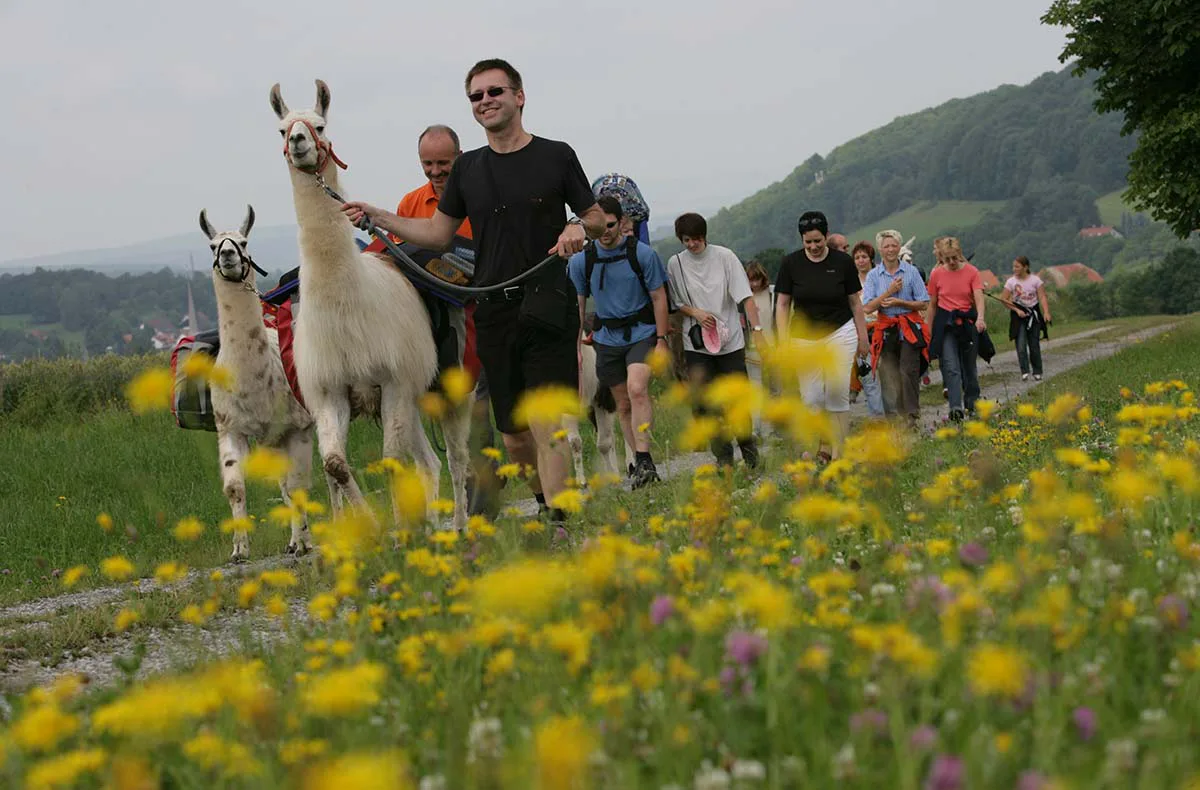 Lama Trekking Poppenhausen für 2 - 1