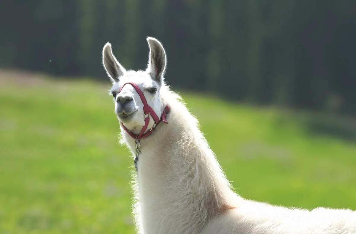 Lama Trekking Poppenhausen für 2 - 2