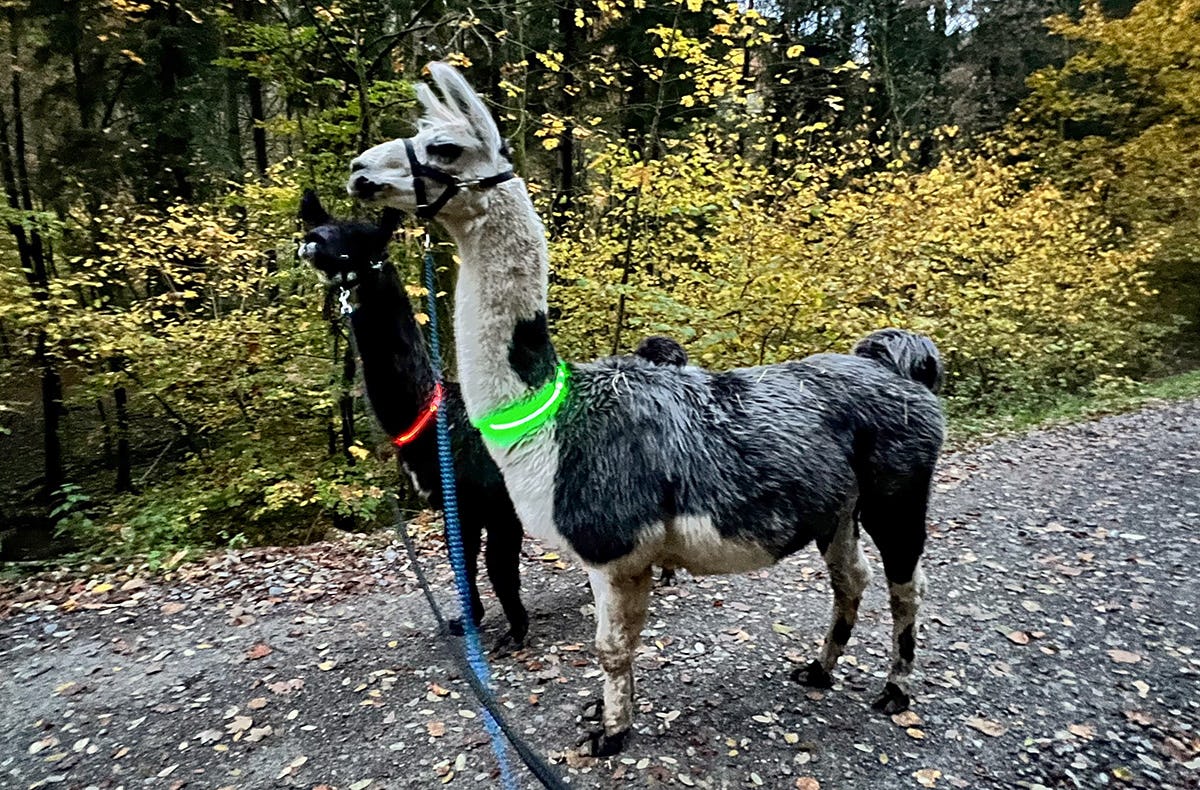 Laternenwanderung mit Alpakas für 2 Neckargerach