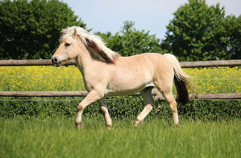Pony Sparziergang Taufkirchen für 2