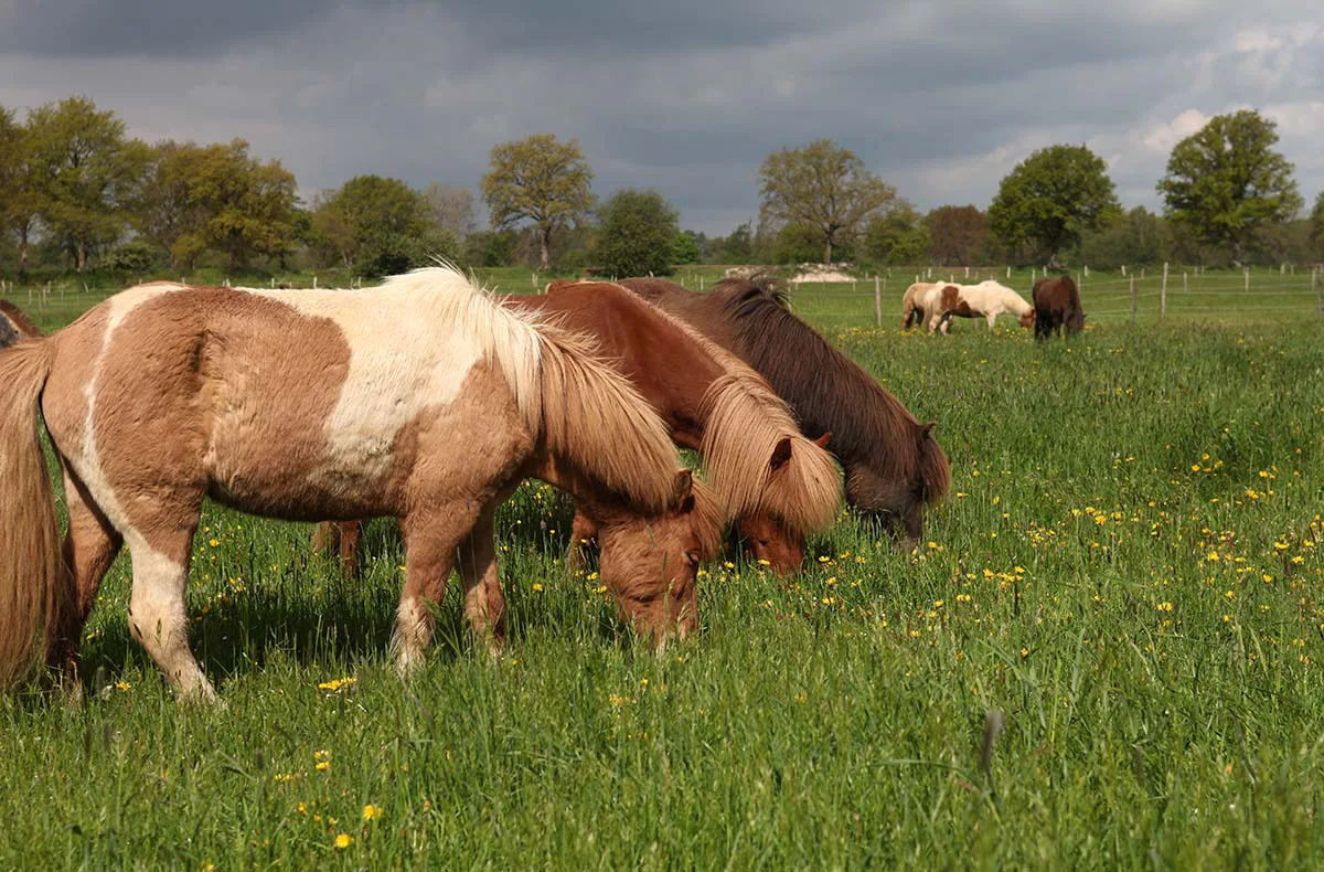 Pony Sparziergang Taufkirchen für 2 - 2
