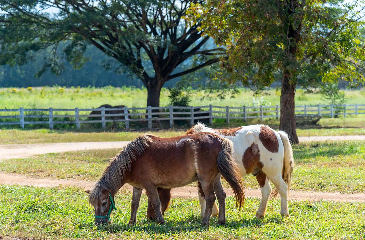 Pony Sparziergang Taufkirchen für 2 - 3