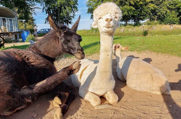 Schokofondue mit Alpaka Erlebnis in der Eifel