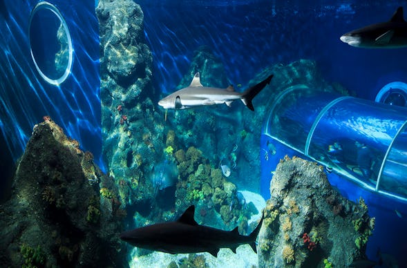 Sea Life Konstanz (Kinder-Ticket)