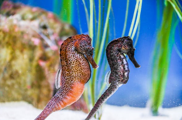 Sea Life Konstanz (1 EW + 1 Kleinkind)