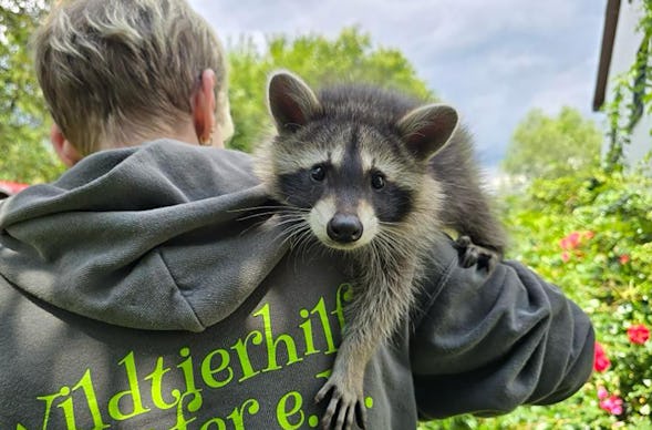 Tiere pflegen Mücke