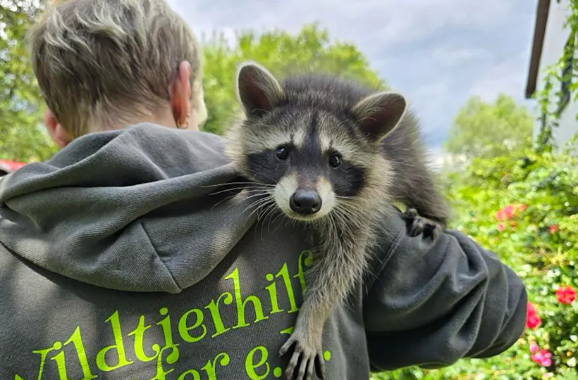 Tiere pflegen Mücke