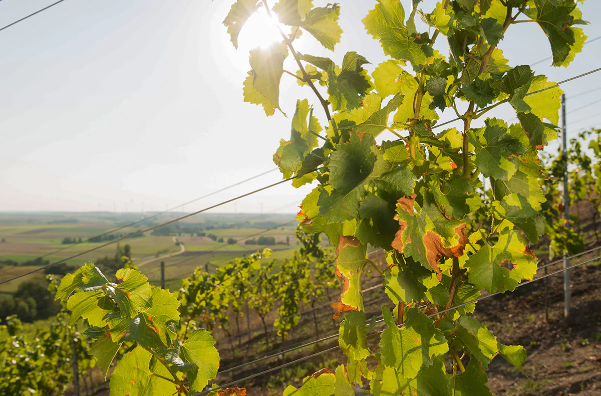 Weinbergwanderung Ulsenheim mit Verkostung und Brotzeit - 3