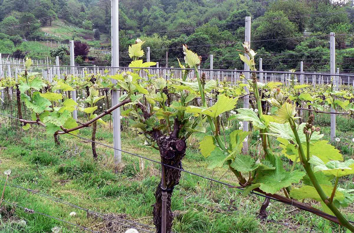 Weinbergwanderung Schriesheim mit Rebschnitt - 1
