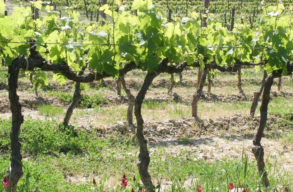 Wein Tasting Frankfurt am Main (Weinland: Italien) - 3