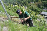 Weinverkostung für 2 Enkirch