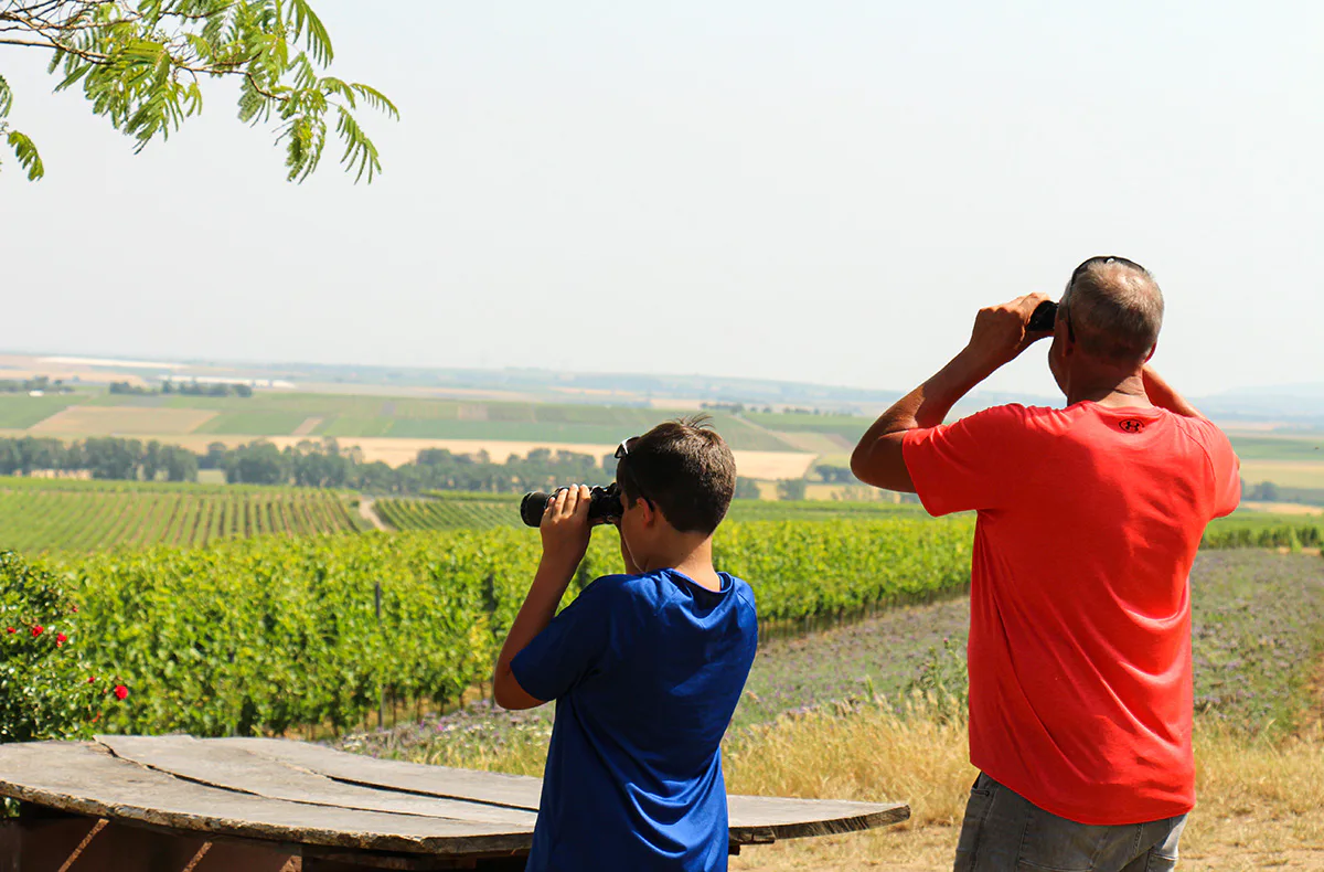 Weinwanderung Flörsheim-Dalsheim - 2