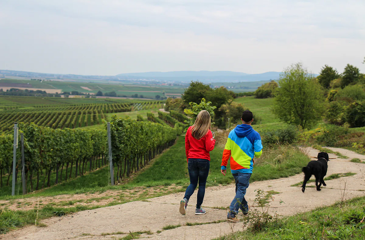 Weinwanderung Flörsheim-Dalsheim - 3