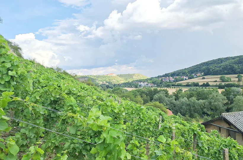 Weinwanderung Freyburg