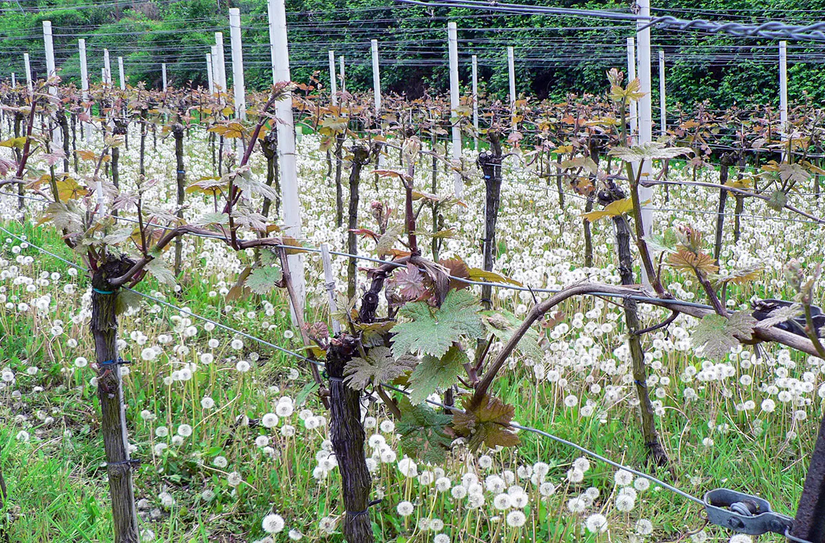 Weißweinwanderung Schriesheim - 3