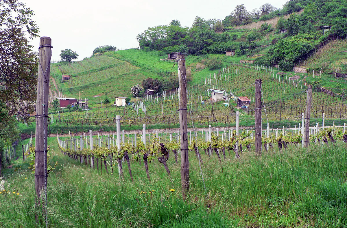 Weißweinwanderung Schriesheim - 4