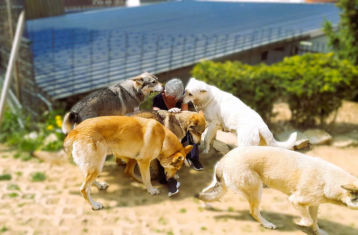 Wolfhundekuschelstunde Büren - 5